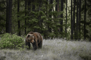 Jasper Evening Wildlife Discovery Tour
