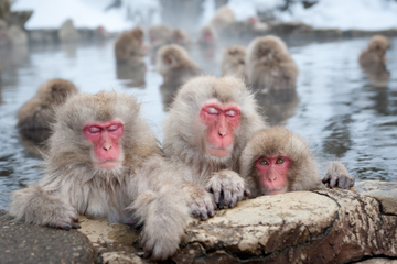 Jigokudani Monkey Park, Hot Springs and Zenko-ji Temple in Nagano