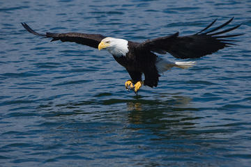 Juneau Shore Excursion: Bears, Whales and Glaciers by Land, Sea and Air