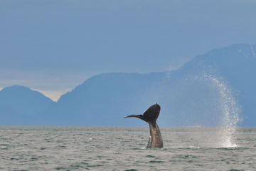 Juneau Shore Excursion: Mendenhall Glacier, Whale-Watching Cruise and City Tour