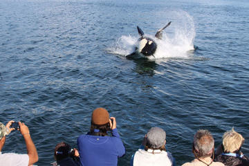 Juneau Shore Excursion: Whale-Watching Cruise and Seafood Meal on Mt Roberts