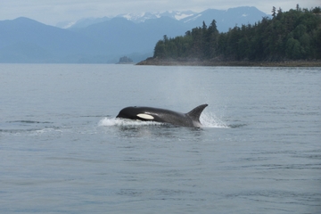 Juneau Shore Excursion: Whale-Watching Cruise, Glacier Visit and Crab Lunch or Dinner