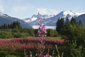 Juneau Sightseeing and Mendenhall Glacier Tour with Seafood Lunch or Dinner on Mt Roberts