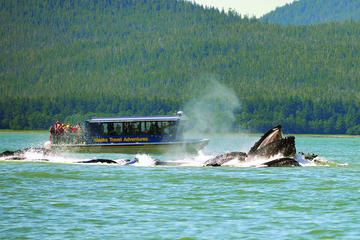 Juneau Whale Watching and Salmon Bake Combo