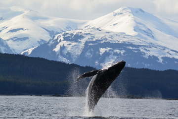 Juneau Whale-Watching Cruise with Crab Lunch or Dinner