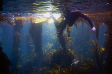 Kayaking and Kelp Forest Snorkeling at Channel Islands National Park