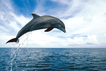 Key West Dolphin Watch and Snorkel Cruise
