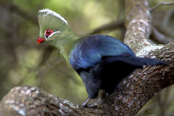 Knysna Forest Day Trip