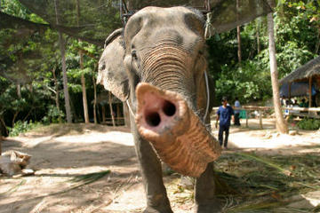 Koh Samui Island Safari and Elephant Ride