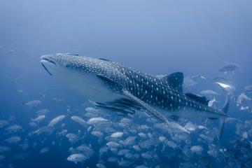 Koh Tao Dive Tour Including 3 Dives - Certified Divers Only