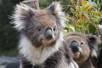 Kuranda Koala Gardens and Birdworld Admission Tickets