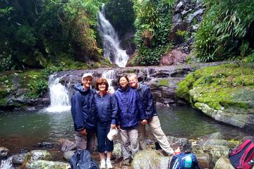 Lamington National Park Hiking Tour from the Gold Coast: Picnic Rock or Tooloona Creek Lamington National Park Hiking Tour from the Gold Coast: Picnic Rock or Tooloona Creek