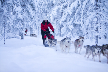 Lapland Husky Safari from Rovaniemi