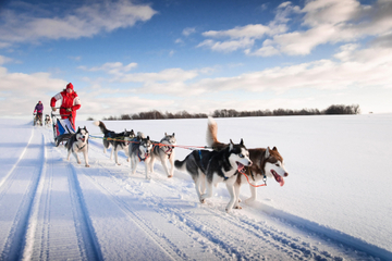 Lapland Husky Sled Ride from Yllas