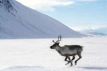 Lapland Reindeer Sleigh Ride from Ylläs