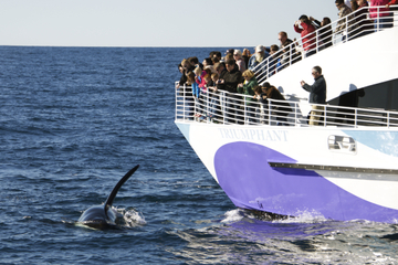 Long Beach Whale-Watching Cruise
