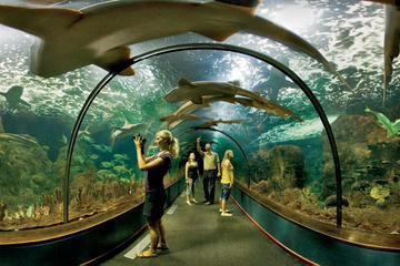 Loro Parque Admission Ticket with Round-Trip Transport