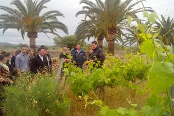 Mallorca 4-Hour Private Wine Tour with Wine-tasting