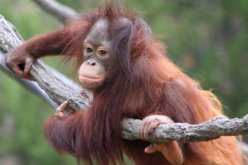 Matang Wildlife Rehabilitation Centre and Kubah National Park Tour from Kuching