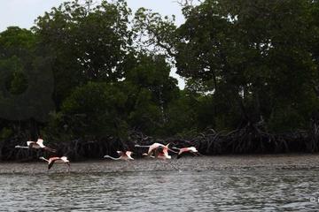Mida Creek Mangrove Forest Blu Safari