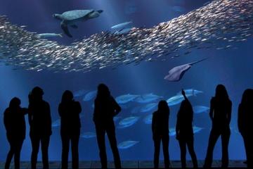 Monterey Bay Aquarium Admission