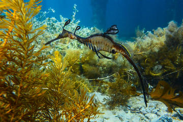 Mornington Peninsula Small-Group Seadragon Snorkel Tour
