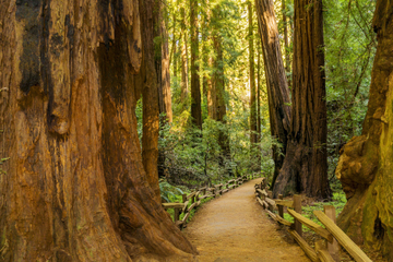 Muir Woods and Sausalito Tour by Hop-On Hop-Off Bus