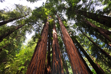 Muir Woods and Sausalito Tour