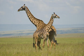 Nairobi National Park tour, David Sheldrick Elephant Orphanage, Giraffes & Karen Blixen Museum Tour in Nairobi