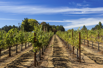 Napa and Sonoma Wine Tour from San Francisco