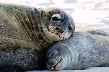 New York Harbor Winter Wildlife Cruise