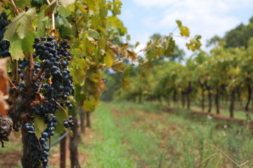Niagara-on-the-Lake Wine Country Tour from Toronto