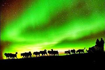 Northern Lights Viewing including Dinner and 1-Hour Dog Sledding