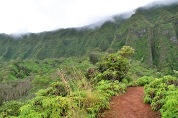 Oahu Shore Excursion: Rainforest Hiking Adventure