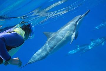 Oahu Snorkel Cruise: Swim With Dolphins and Turtles