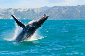 Oahu Whale Watching Cruise