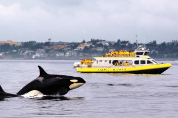Ocean Magic Whale-Watching Adventure in Victoria