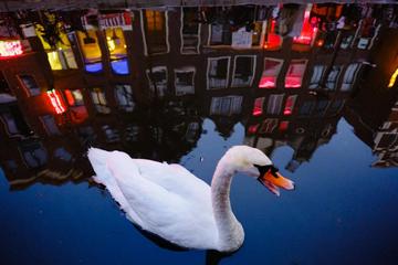 Offbeat Amsterdam Red Light District Nighttime Walking Tour with a Local Guide