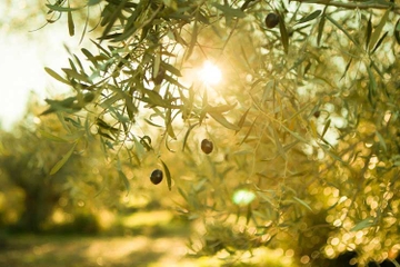 Olive and Oil Tour in Peloponnese