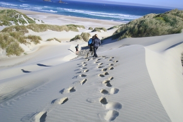 Otago Peninsula Guided Coastal Walk Including the Chasm and Lover's Leap