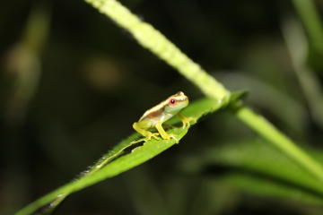 Overnight Jungle Tour at Lodge in the Amazonia on the Napo River