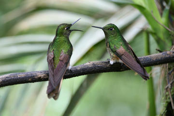 Overnight: Nature Bird-watching, Cacao Farms and Chocolate Tasting