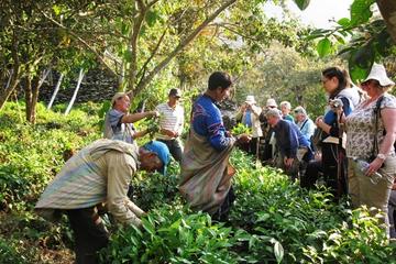 Overnight Quillabamba Coffee Route Tour from Cusco