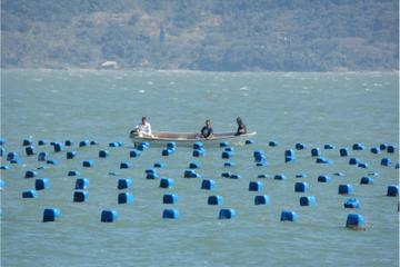 Oyster and Wine Tasting Tour in Florianópolis