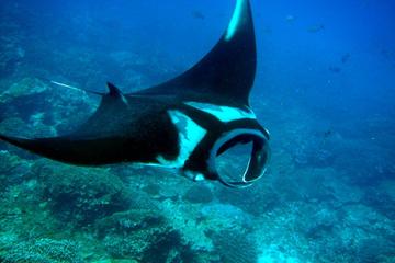 PADI Scuba Diver Certification Course PADI Scuba Diver Certification Course