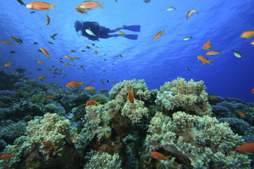 PADI Scuba Diving in Tunku Abdul Rahman Marine Park from Kota Kinabalu