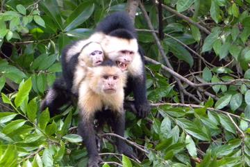 Palo Verde National Park Riverboat Cruise from Tamarindo