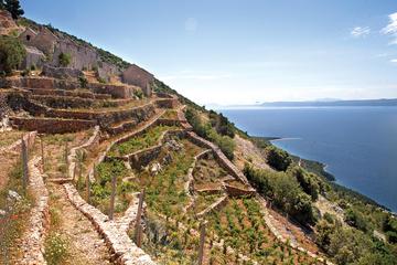 Peljesac Vineyards and Oyster Farms Private Tour from Dubrovnik