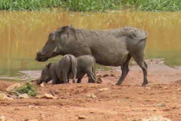 Pilanesberg Safari Day Trip from Johannesburg or Pretoria