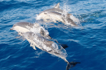 Port Stephens Day Tour From Sydney Including 4WD, Sandboarding and Dolphin Watching